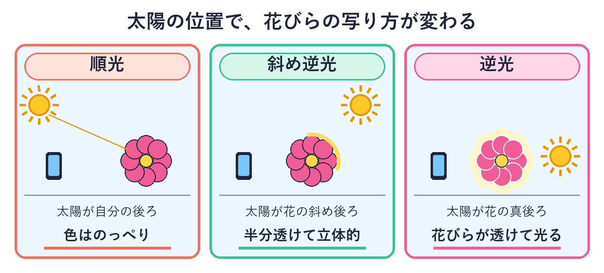 太陽・花・スマホの位置で、順光・斜め逆光・逆光の写り方が変わる比較図