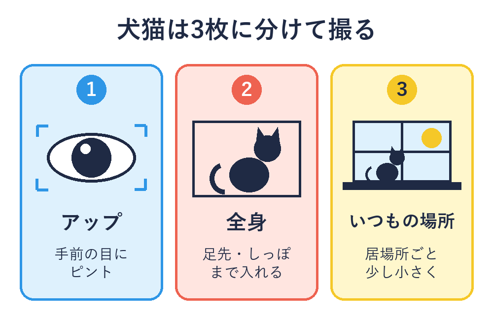 犬猫を撮る3枚の分け方。1枚目は手前の目にピントを合わせたアップ、2枚目はしっぽと足先まで入れた全身、3枚目は窓辺やベッドなどいつもの場所