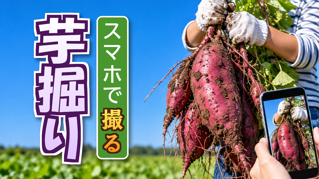 さつまいも掘りをスマホで撮る｜畑で残す一枚
