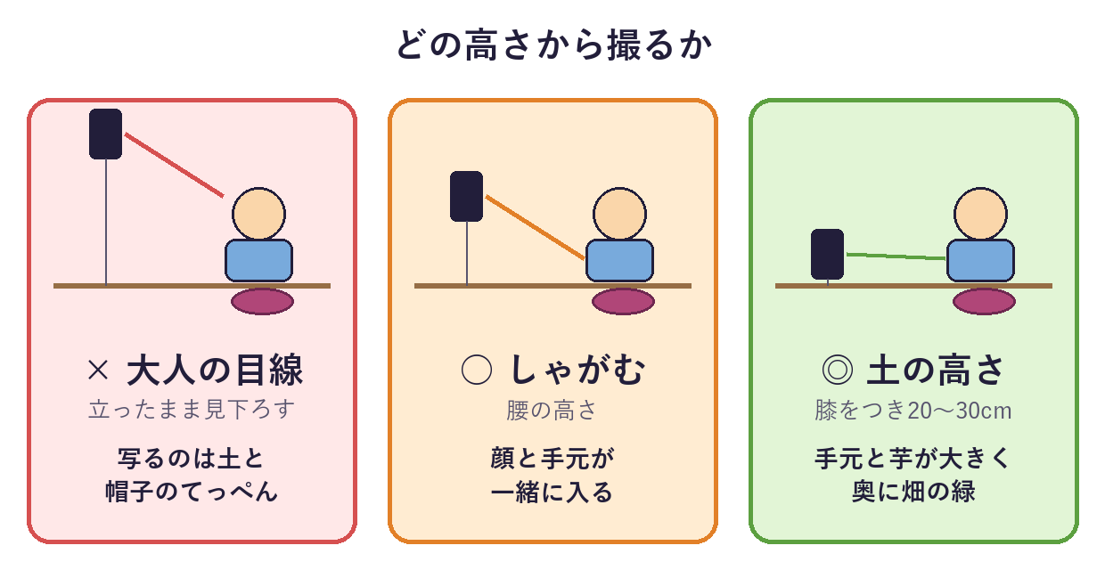 大人の目線から見下ろすと土と帽子だけ、しゃがむと顔と手元、土の高さからだと手元と芋が大きく写る、の3つの高さを比べた図