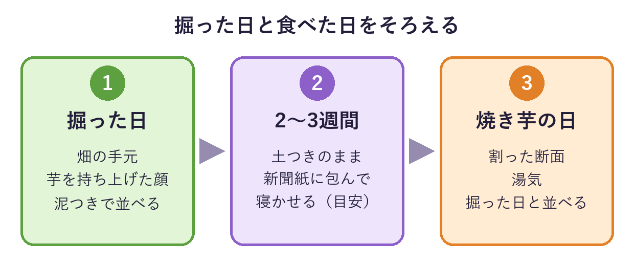 掘った日に畑と泥つきの芋を撮り、2〜3週間寝かせたあと、焼き芋の日に割った断面と湯気を撮る、記録の流れの図
